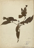 藏品(豬腳楠(紅楠))的圖片